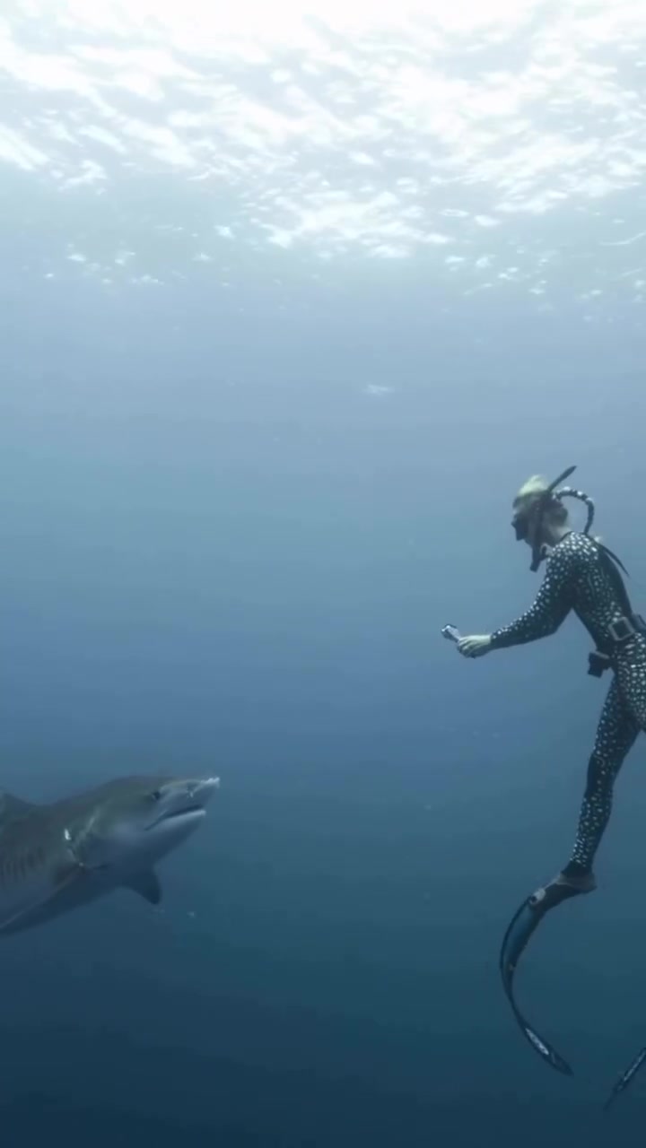 @Ocean Ramsey Sharks
