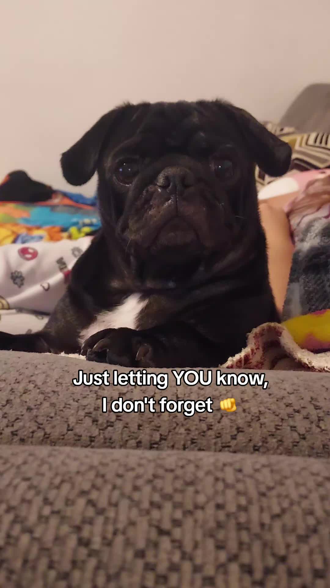 @Kiki&Cupid Thepugster