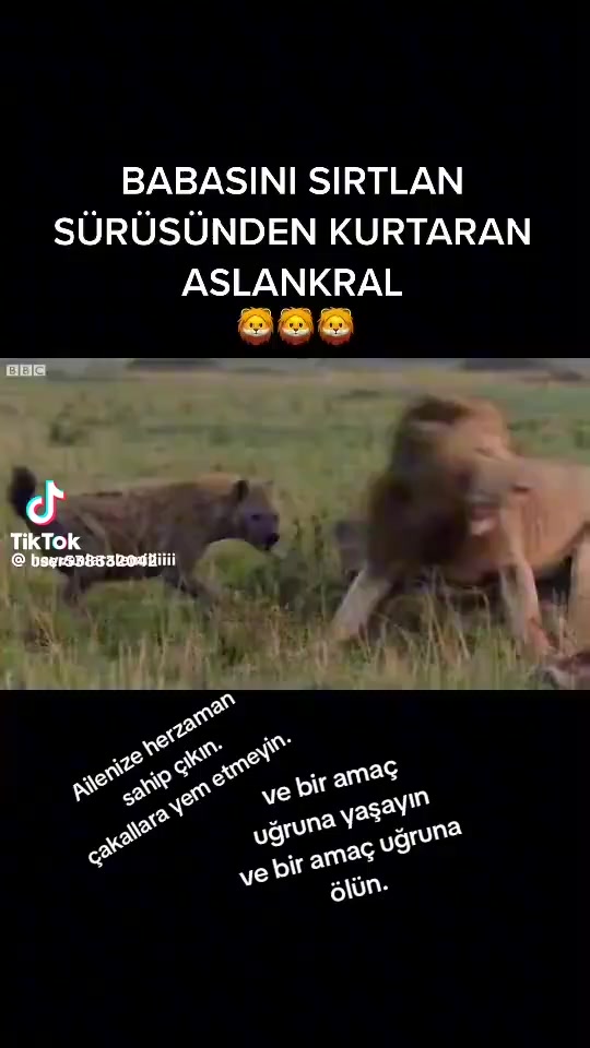 @deniz