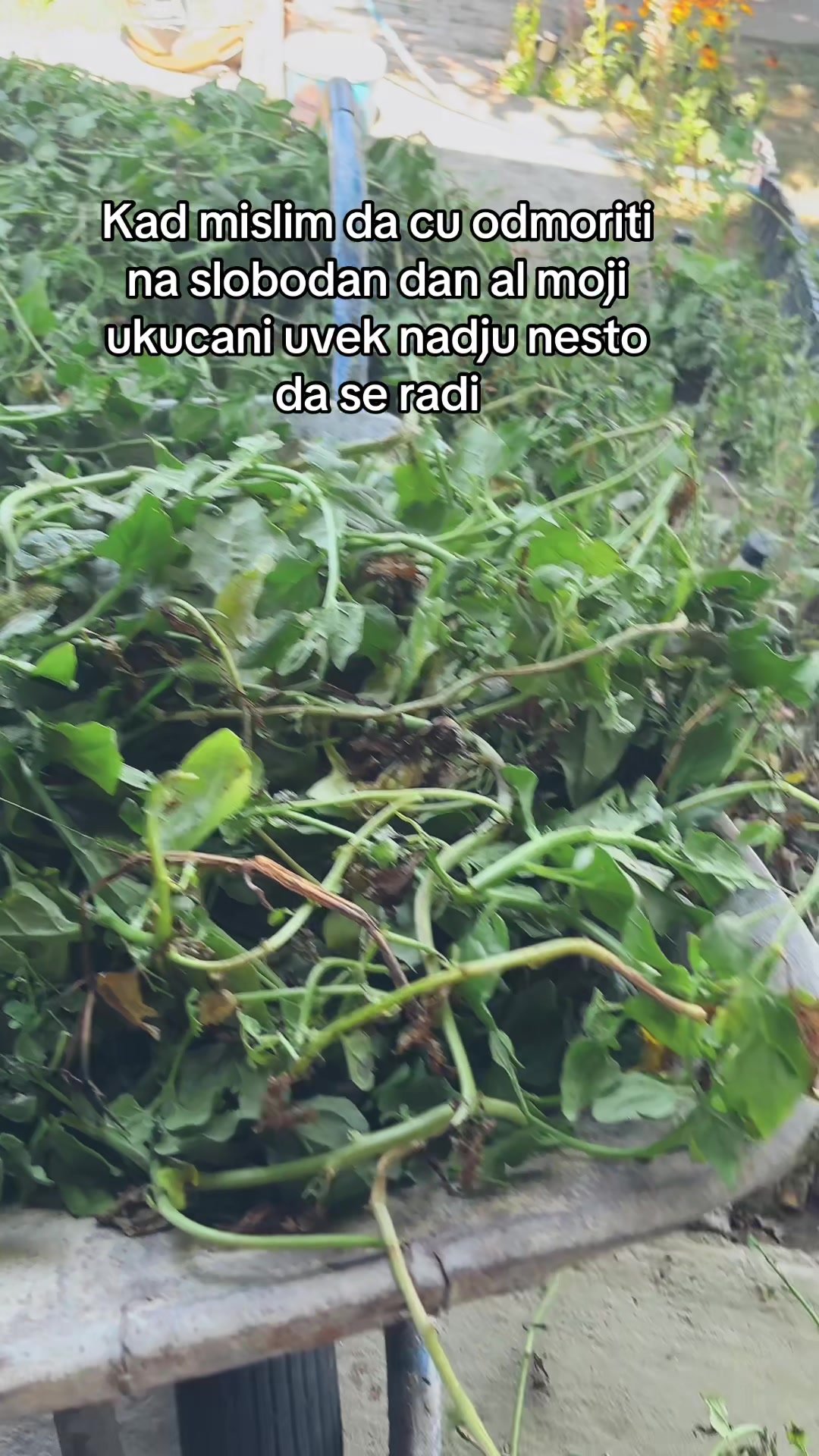 @Dunja Godic