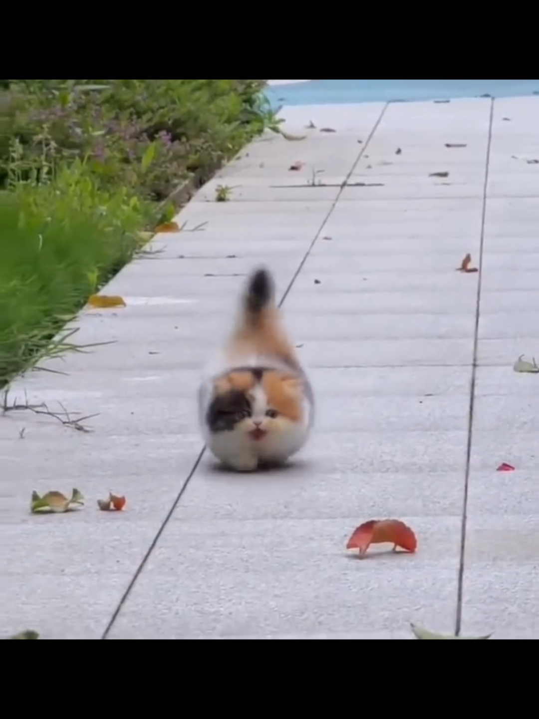 @Chonky World Of Cats