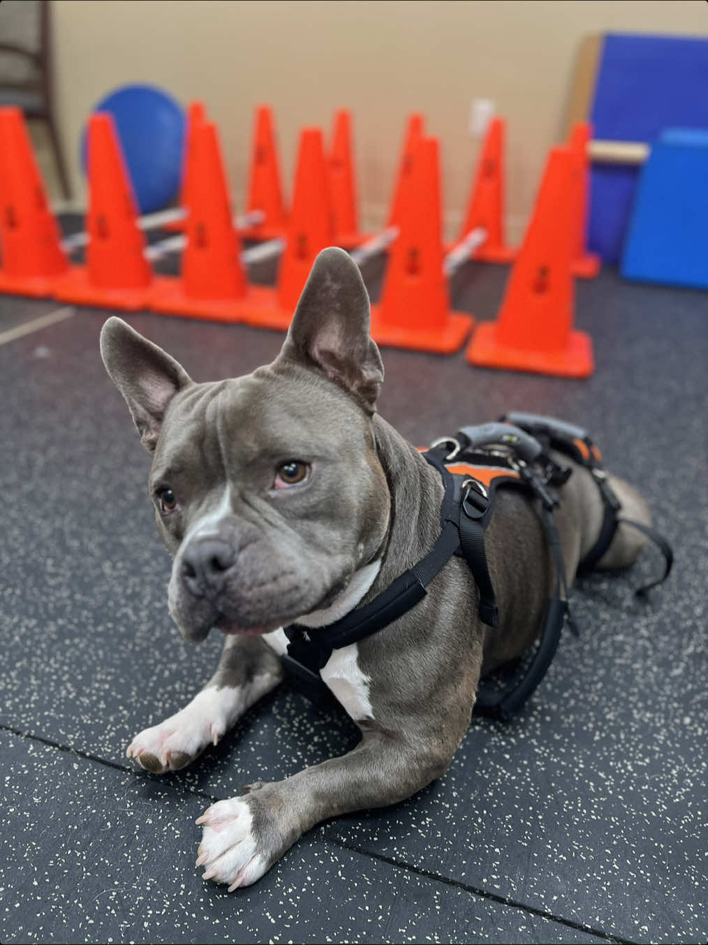 @Gunner | Pocket Bully