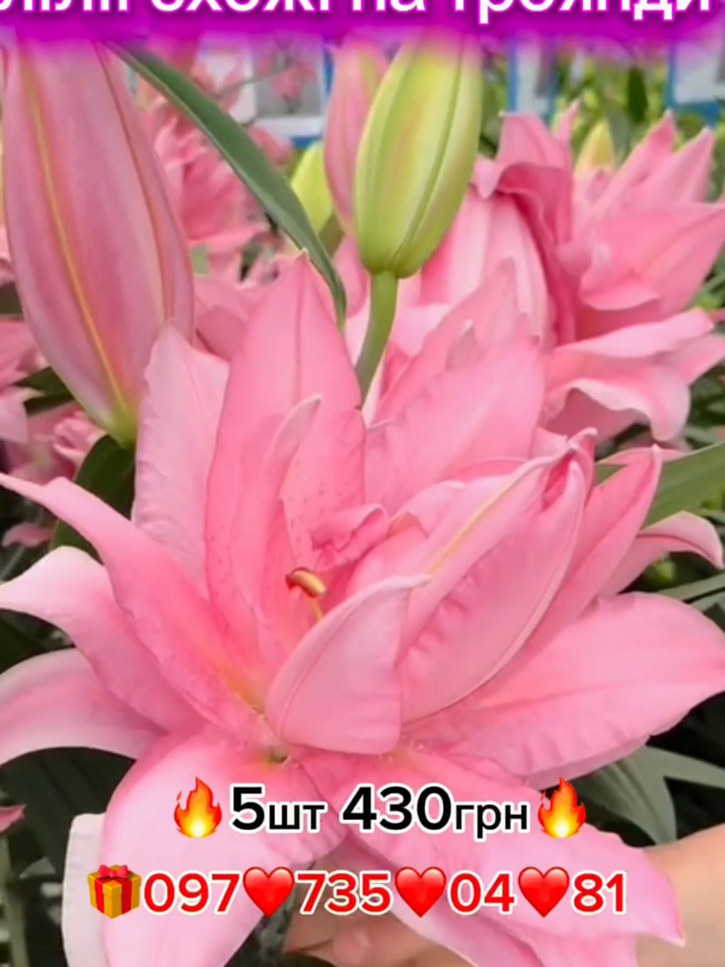 @maxflora0977350481