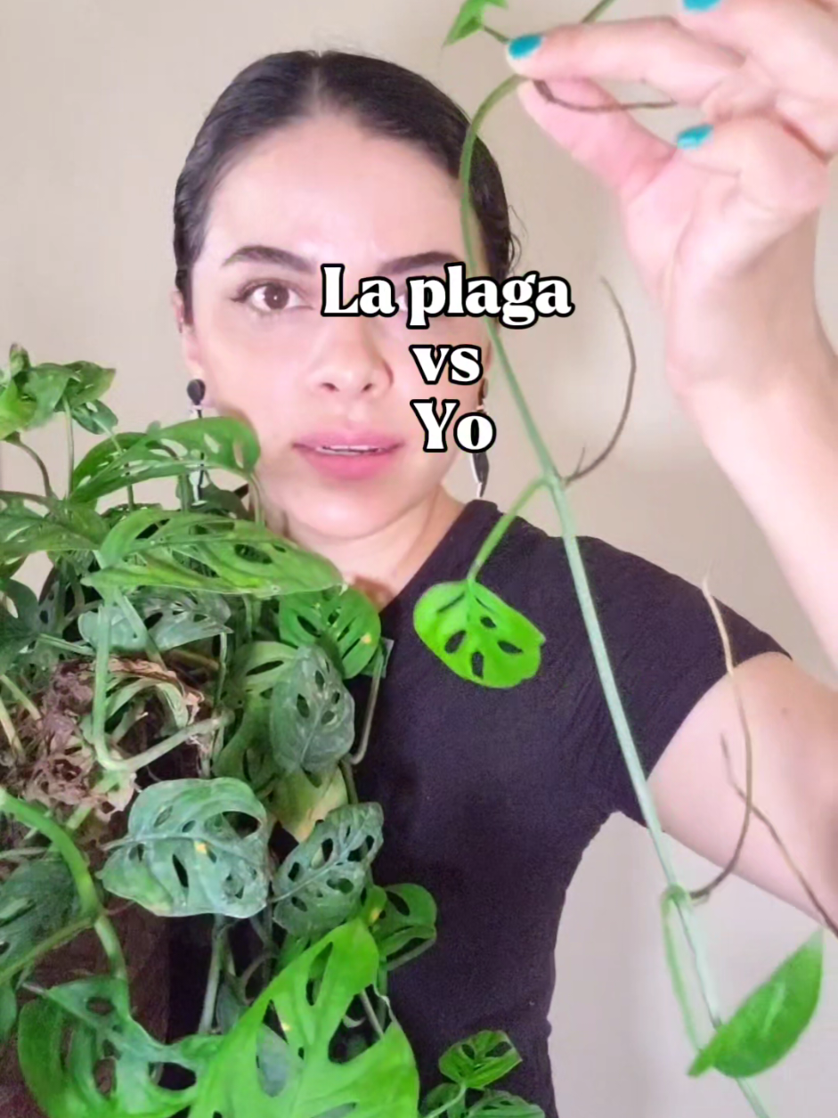 @Plantología🌿