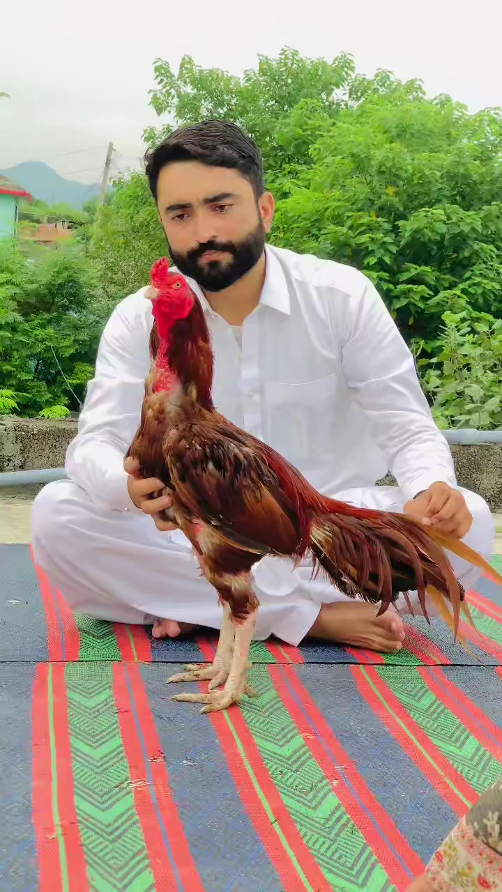 @🌿Syed IftiKHaR SHaH🌿