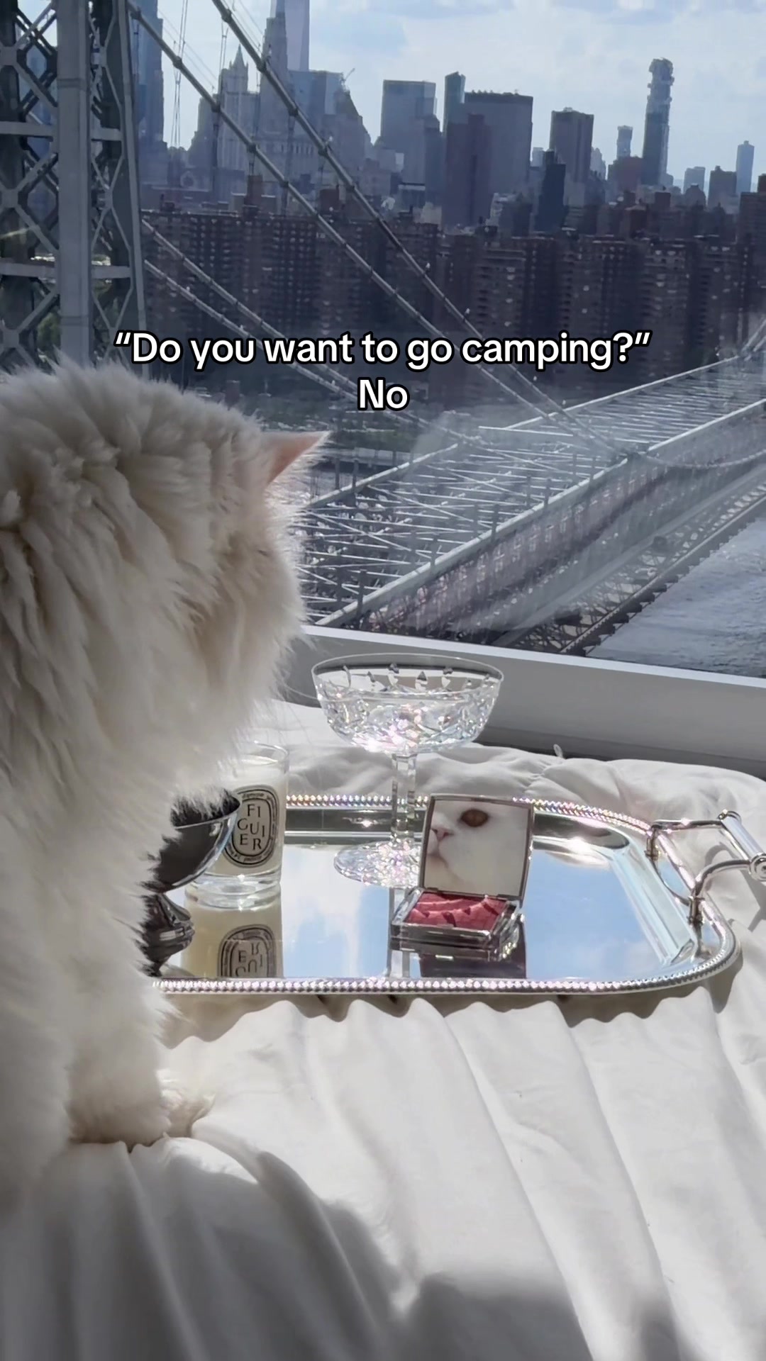 @Cleo the City Kitty