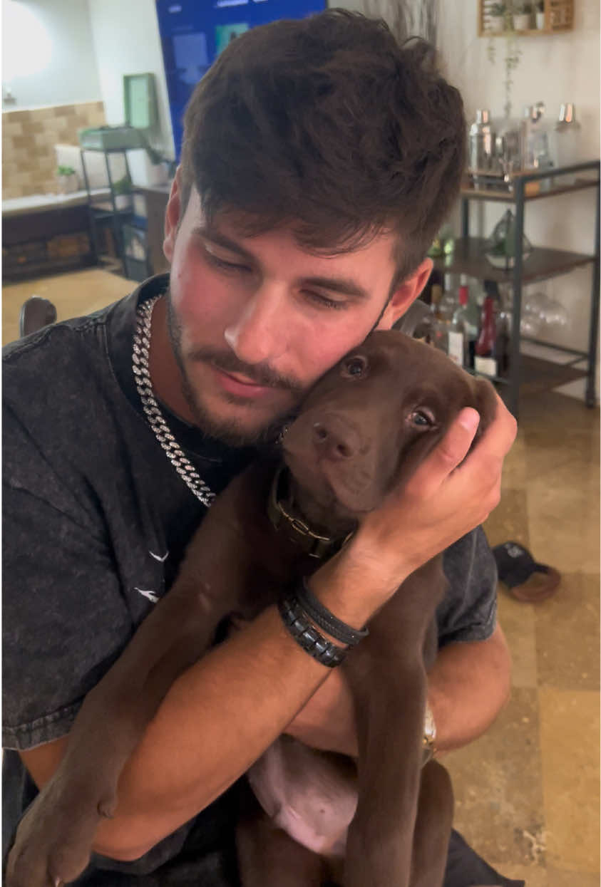 @Apollo the Choc Lab 🤎