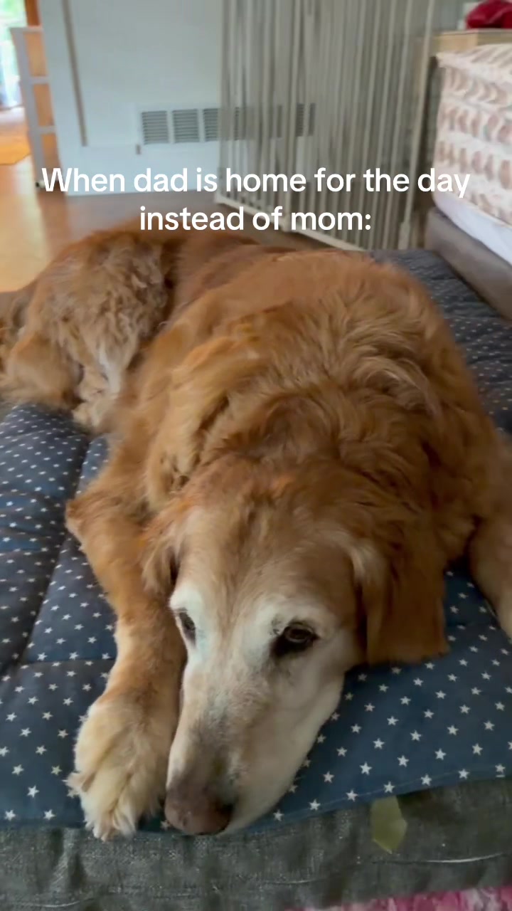 @DogMomisms