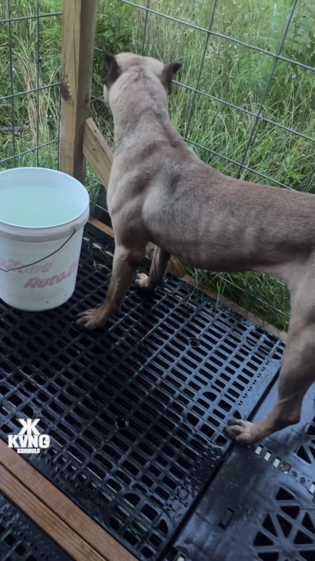 @KVNG KENNELS