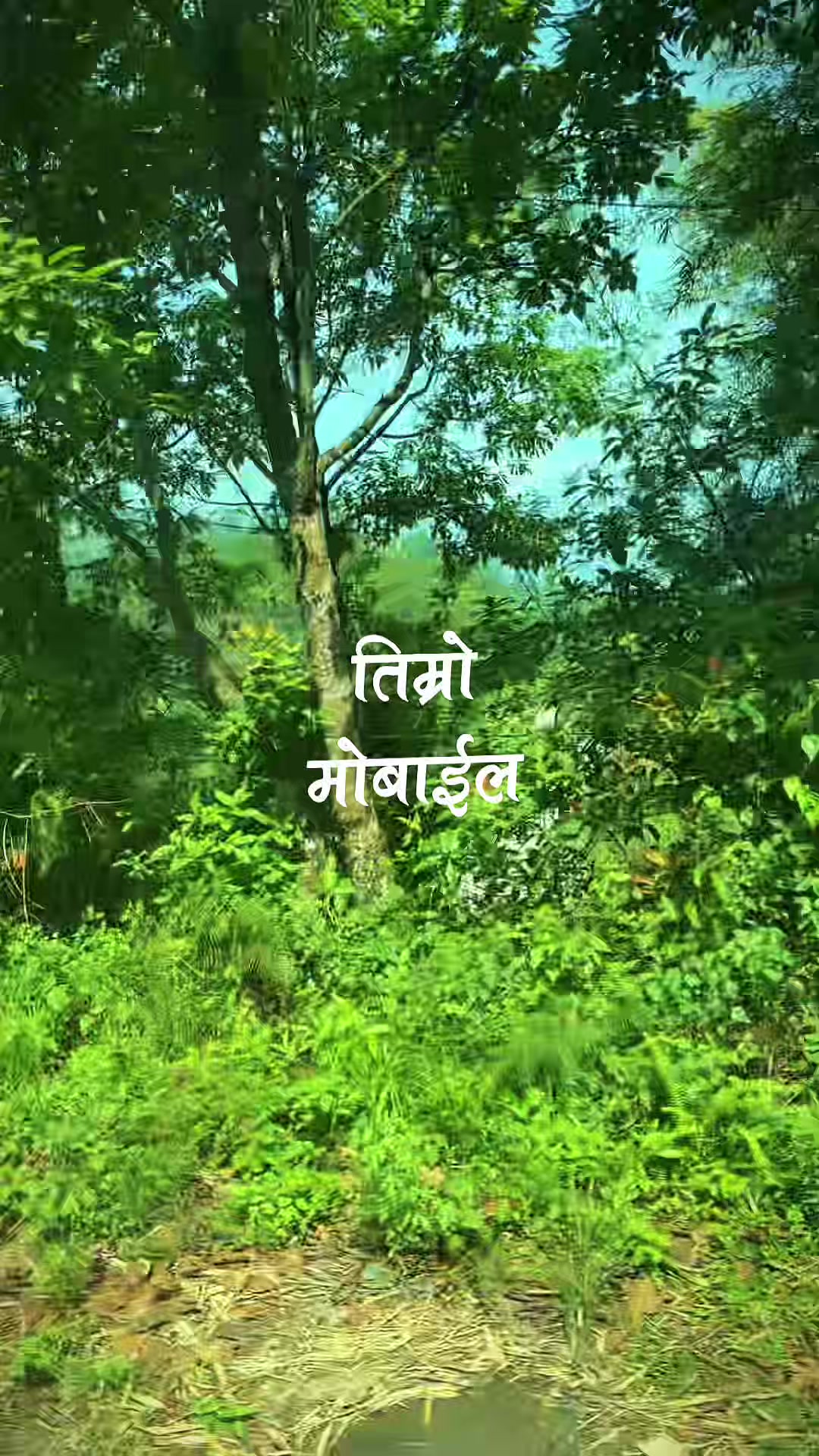 @junubasnet60