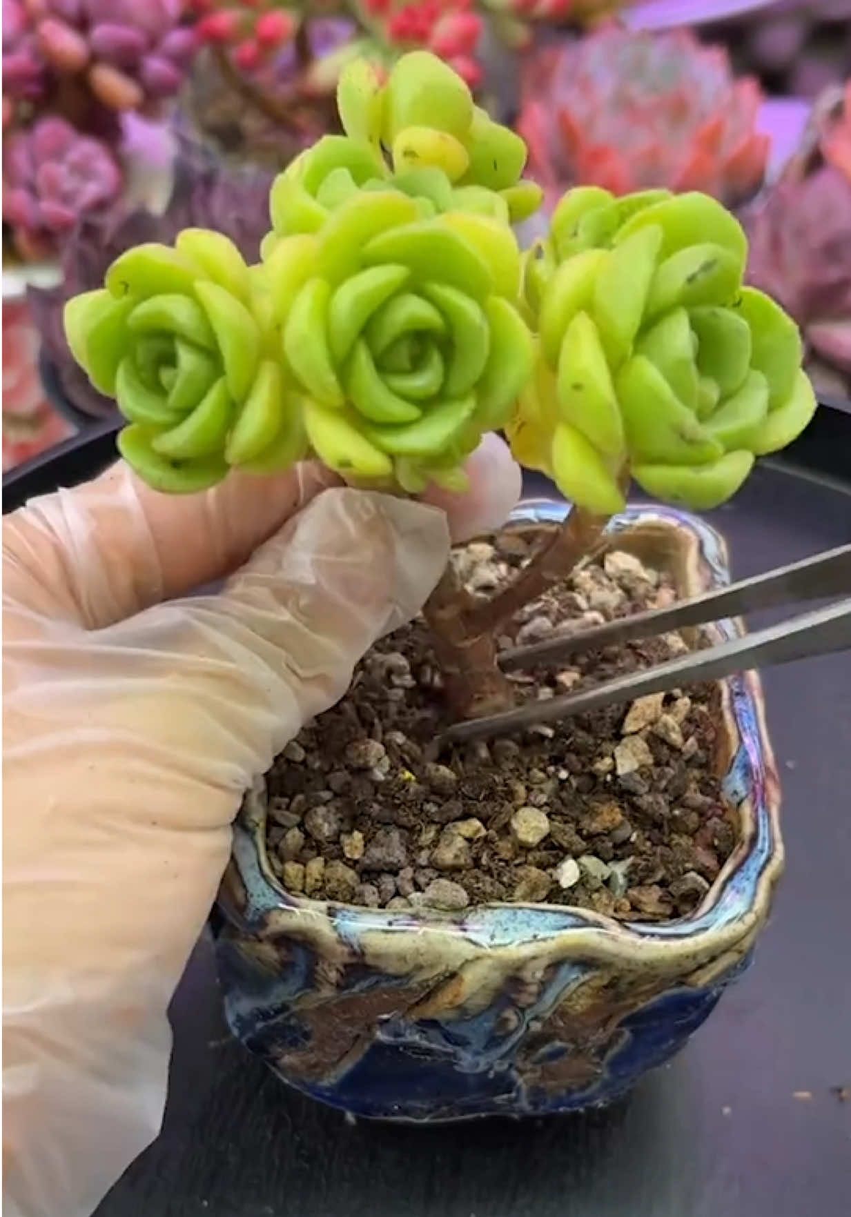 @Succulent Garden