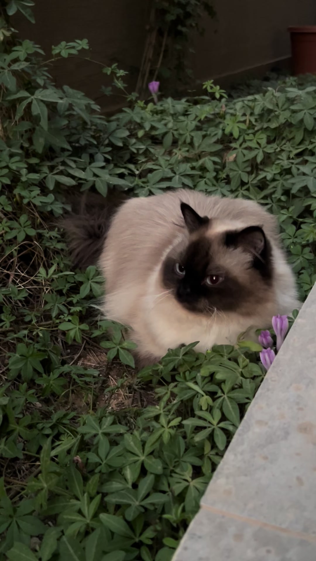 @himalayancat0
