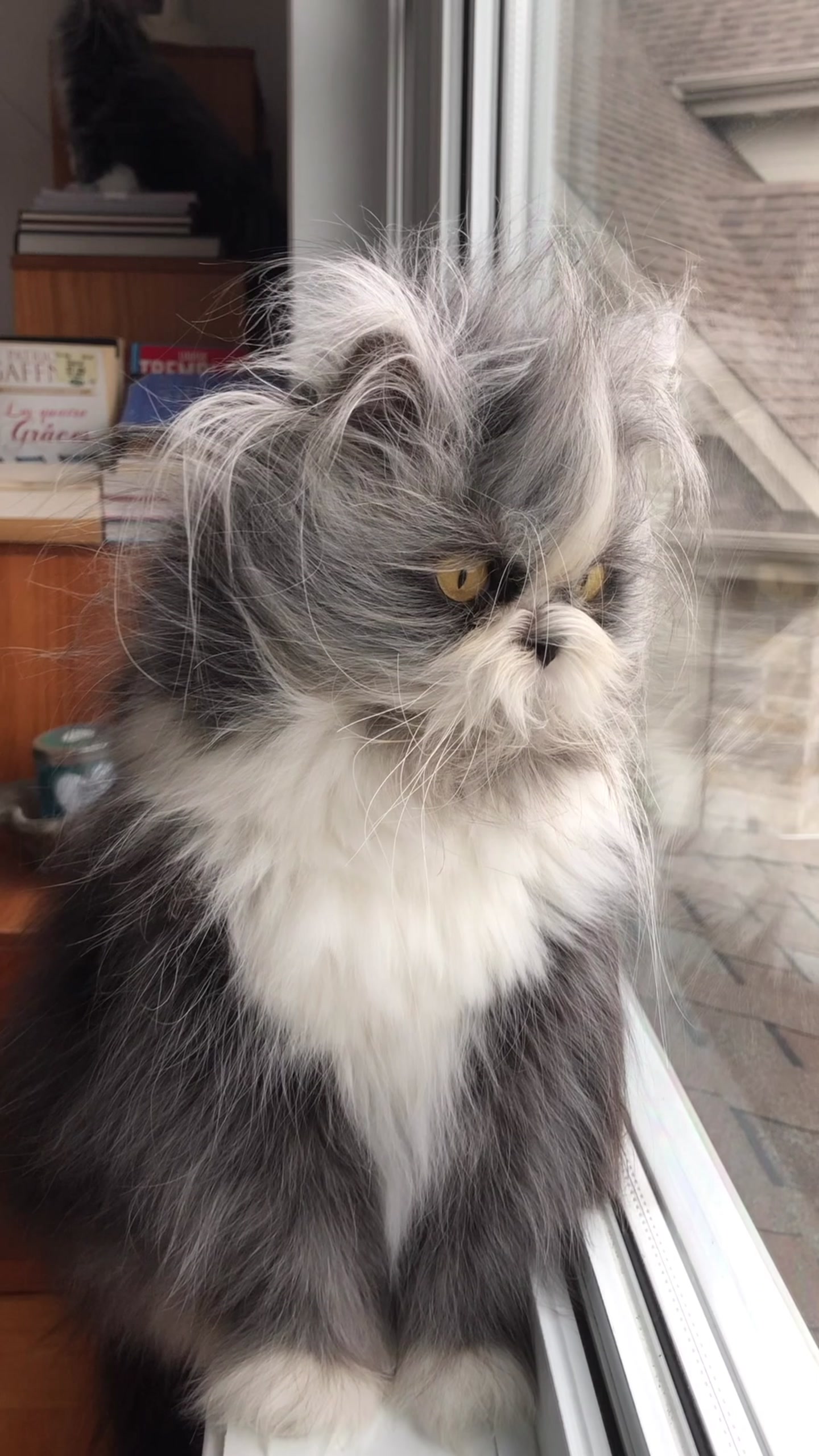 @atchoumthecat