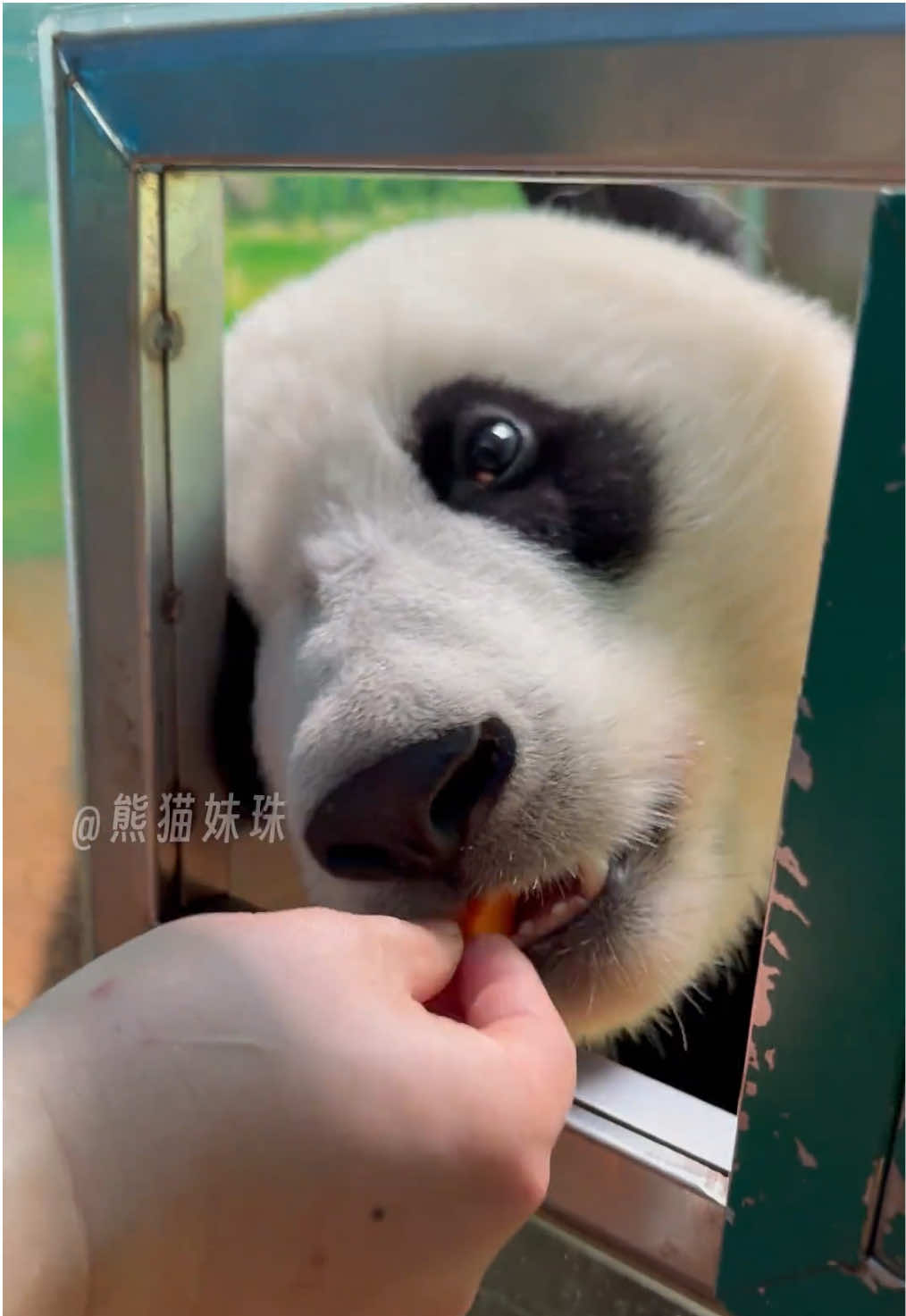 @熊猫妹珠🐼