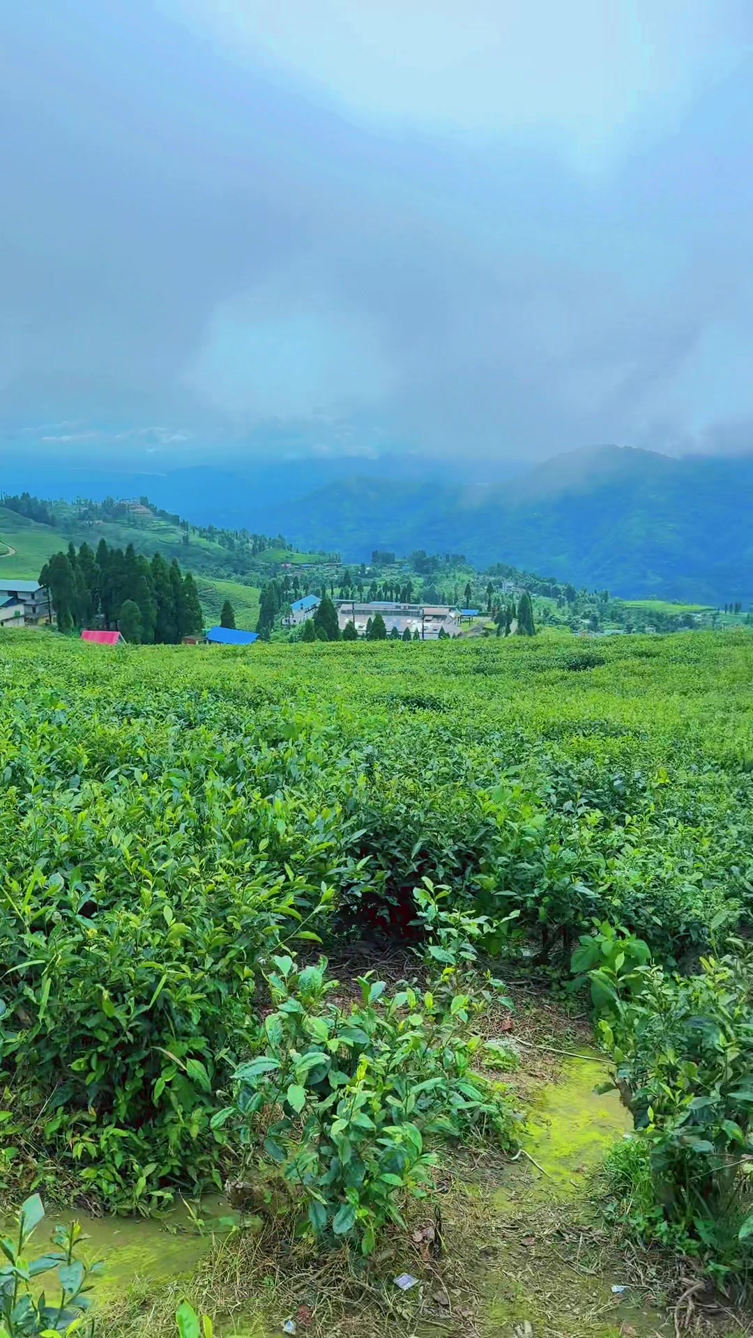 @रायन