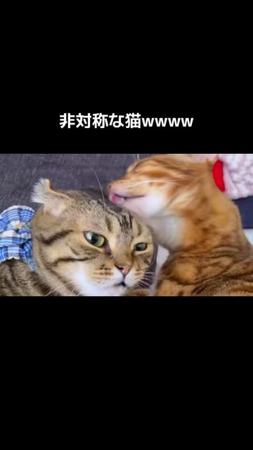 @あにまるファミリー/6猫2フェレット