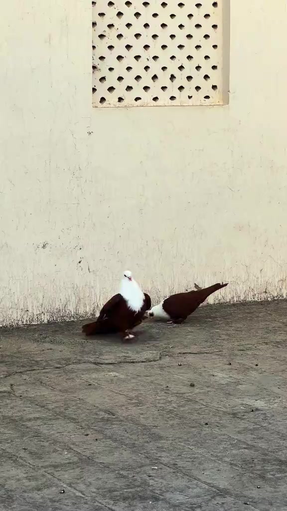 @𝐏𝐈𝙂𝝚𝝤𝝢𝙎𓅛