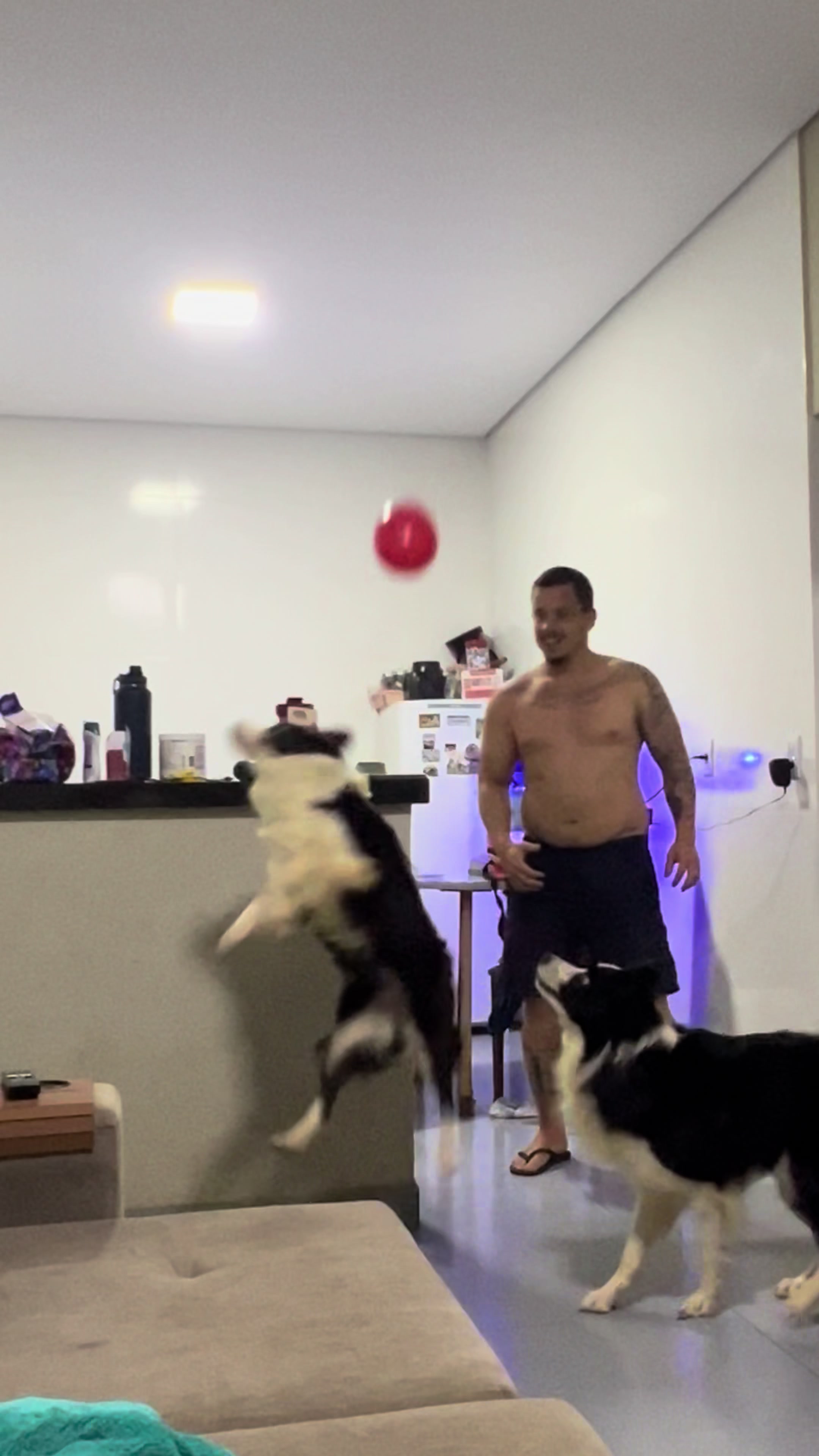 @dog_altinha