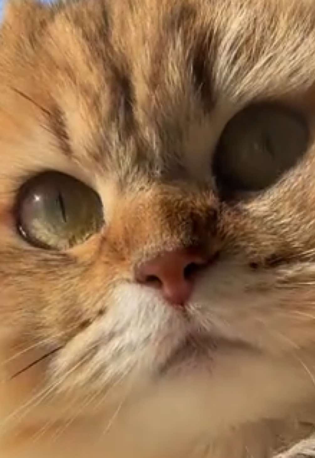 @penka_and_kittens