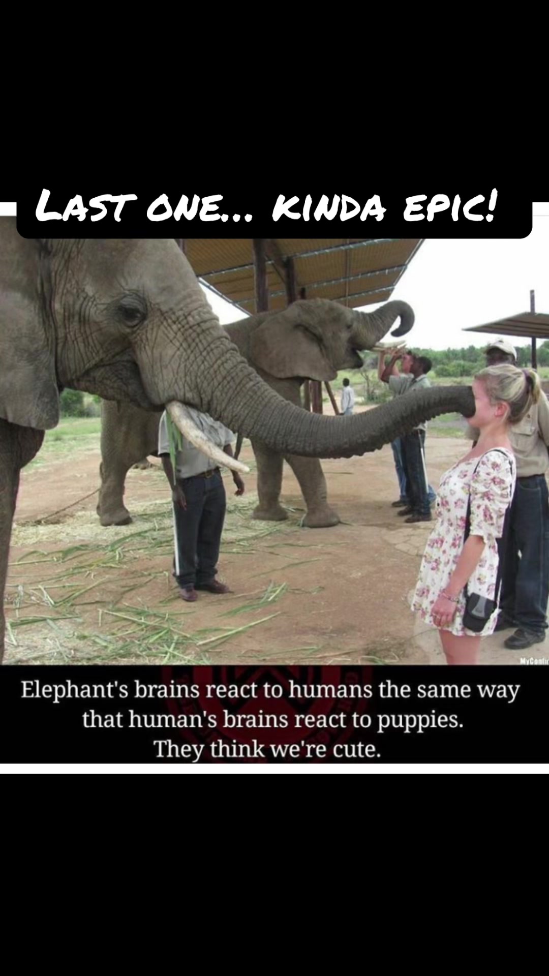 @Animal Antics