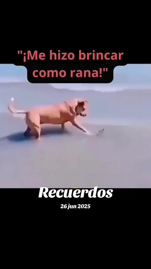 @Perritos Voladores
