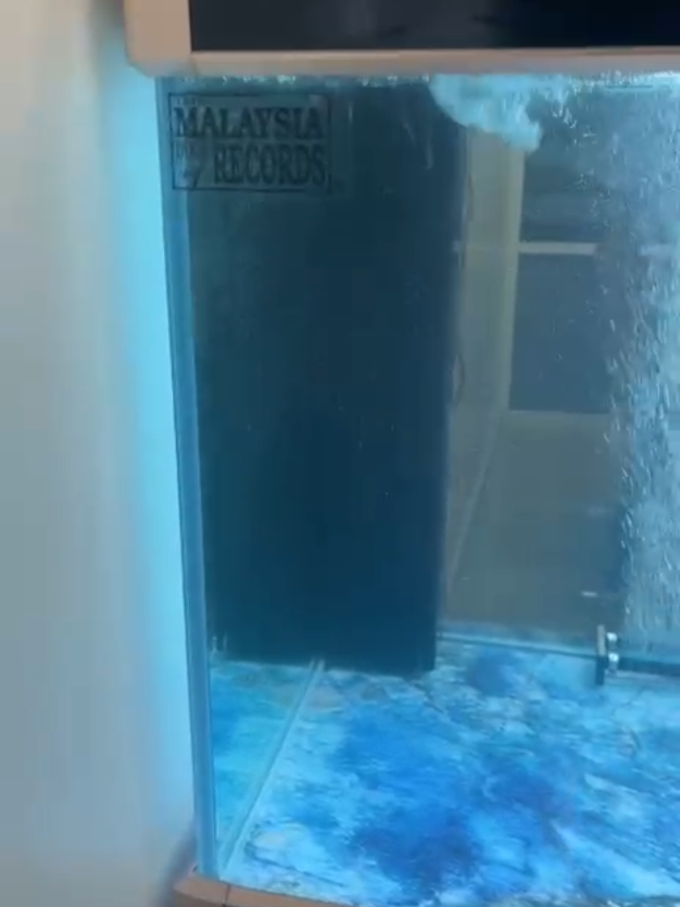 @Pearl Aquatics