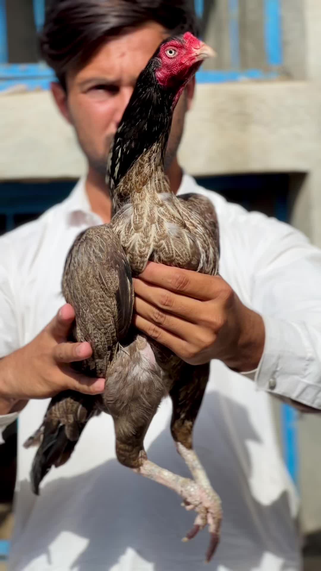 @Professionalaseelbirds2
