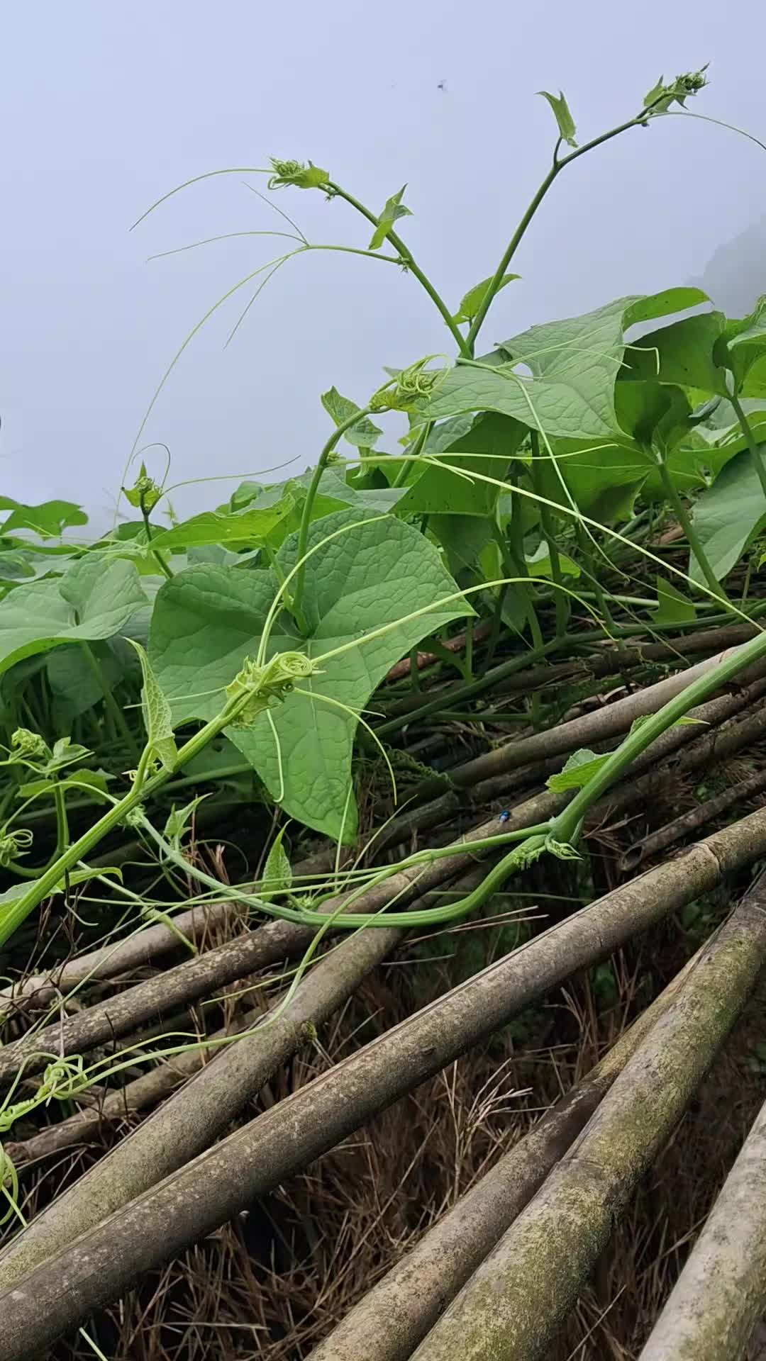 @Muna Devi Mukhiya