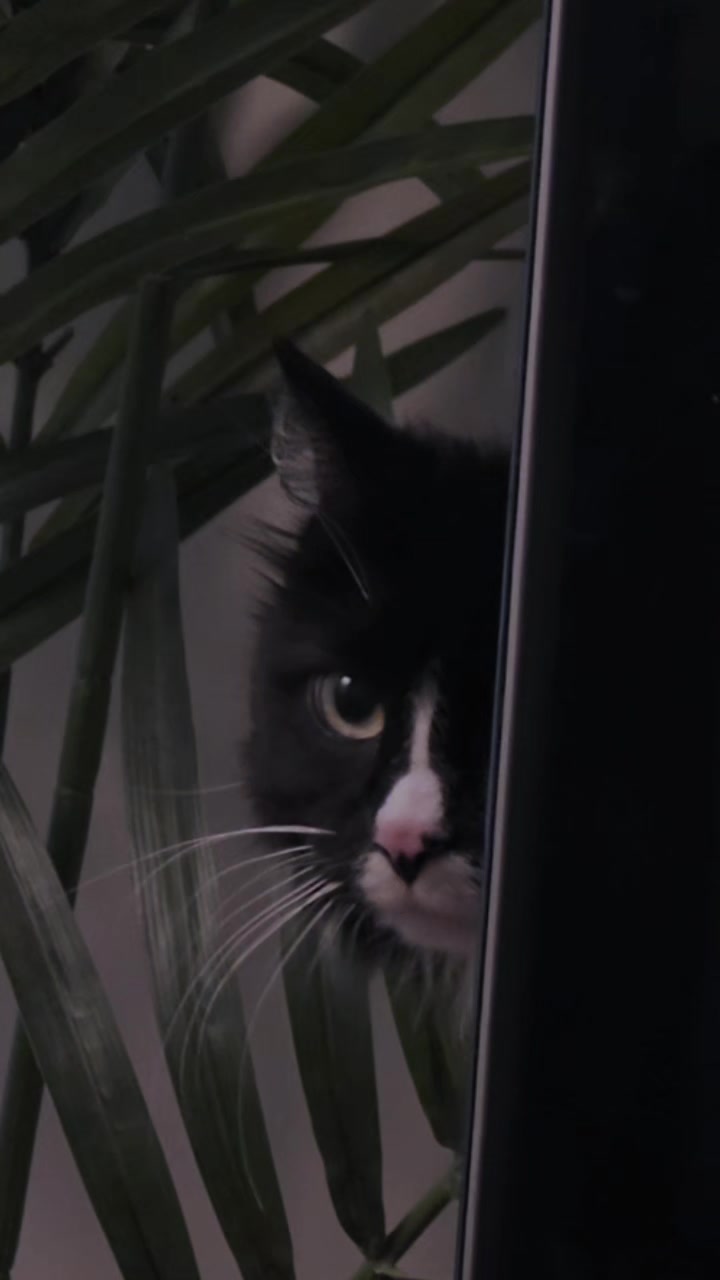 @AtticaTheTuxedoCat