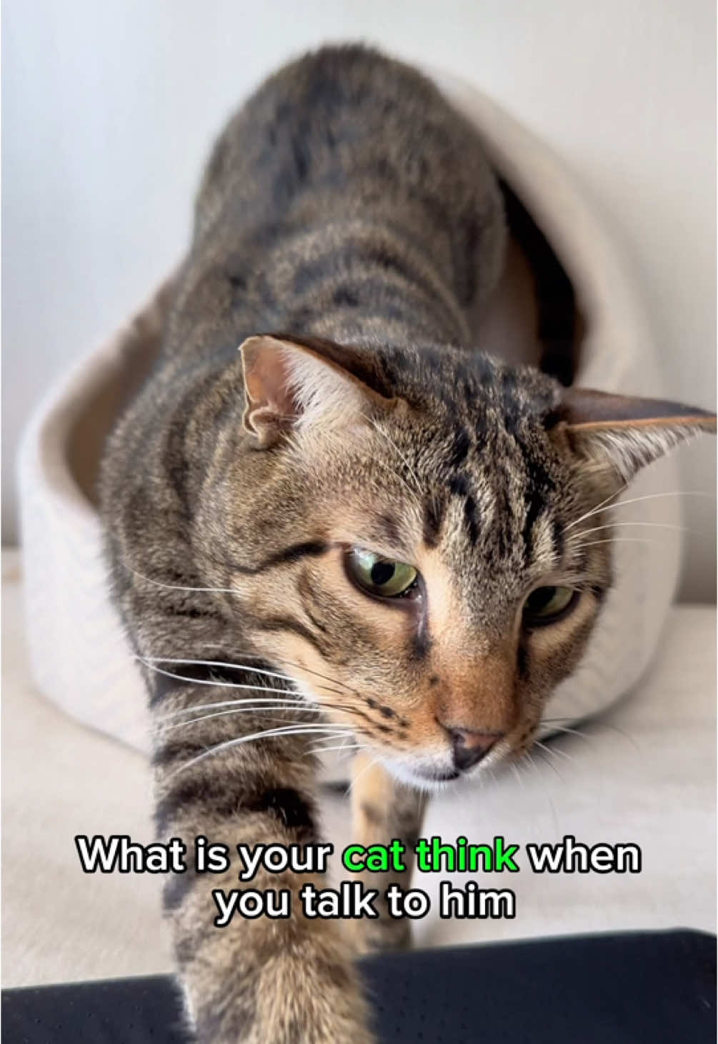 @Cat Tigrous