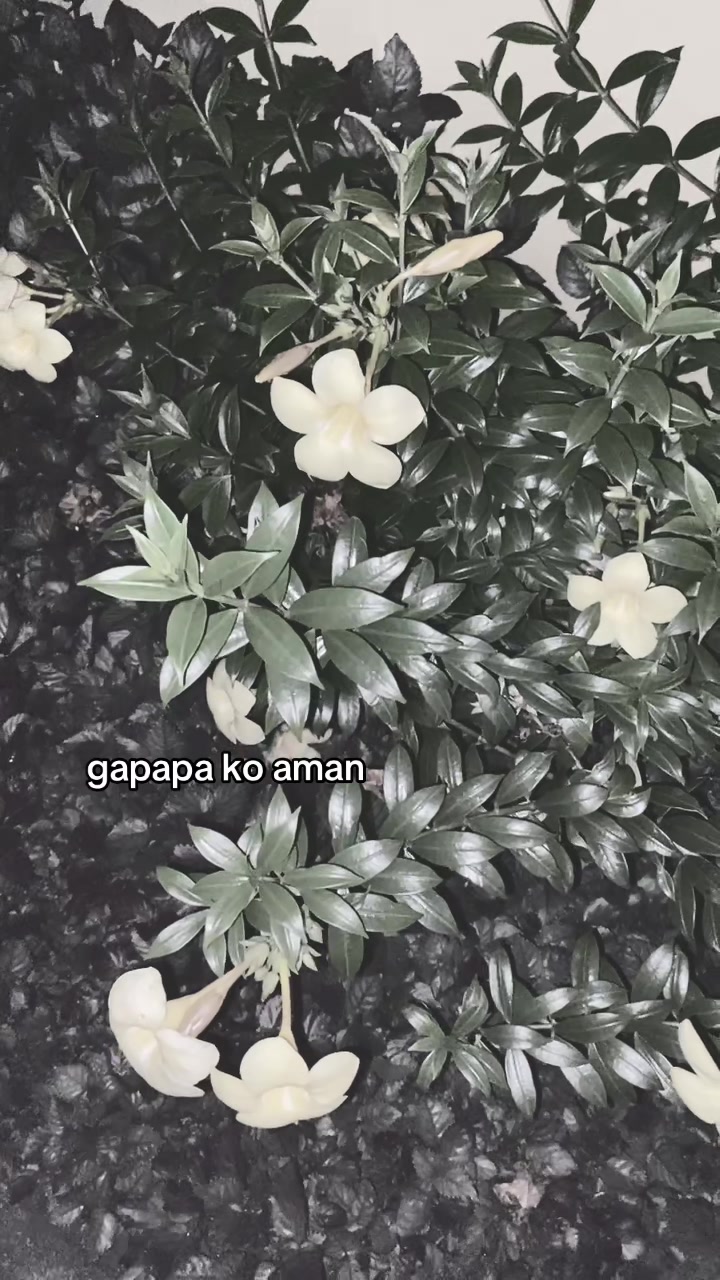 @Kamu ga papa?