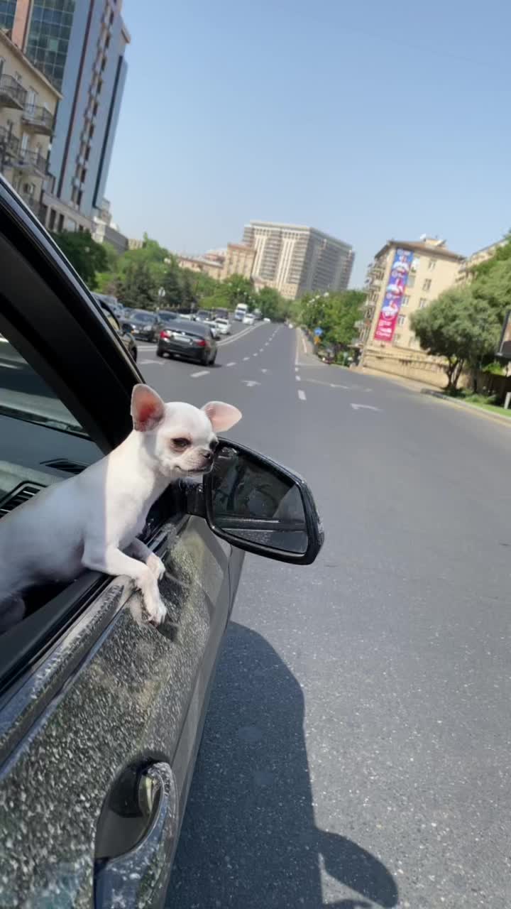 @Qafarlı