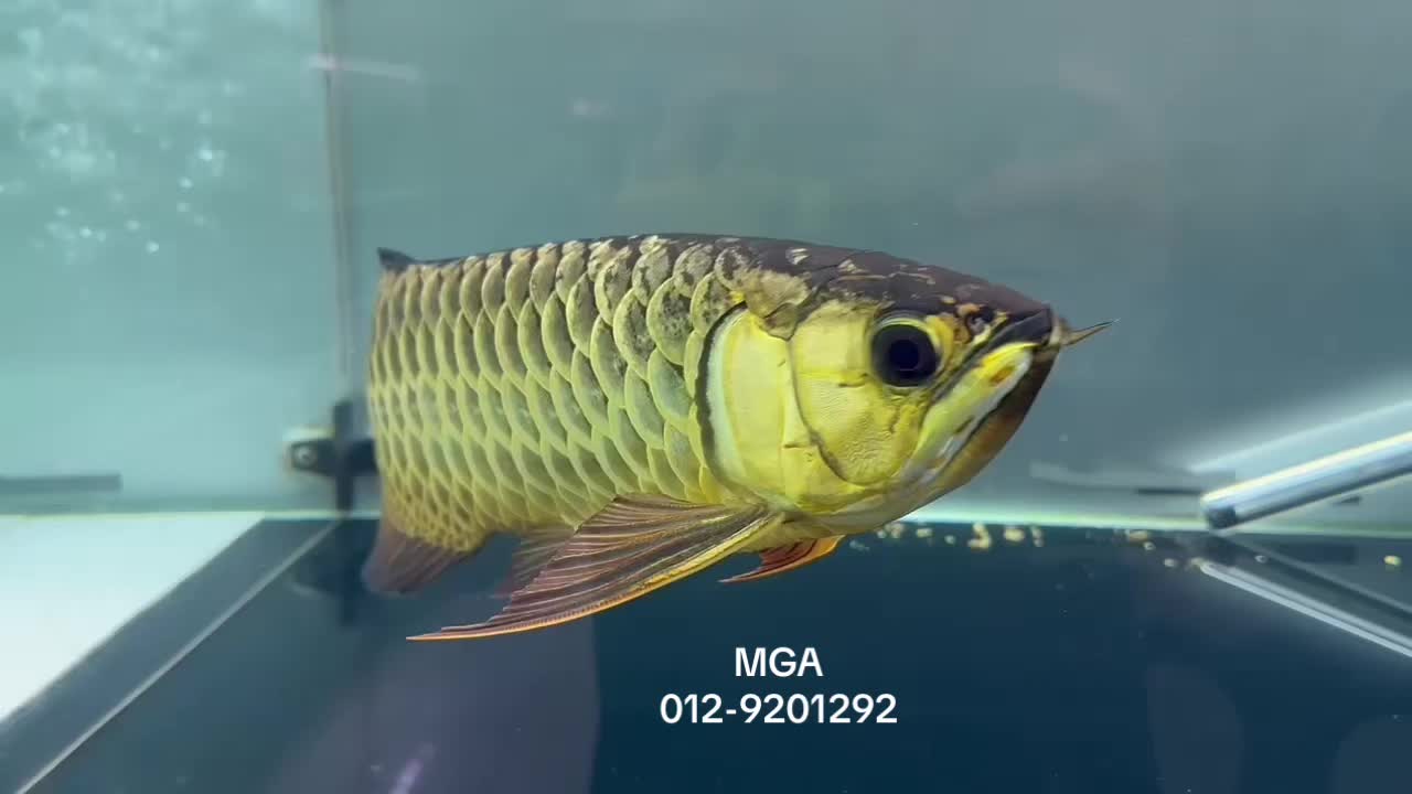 @MGA