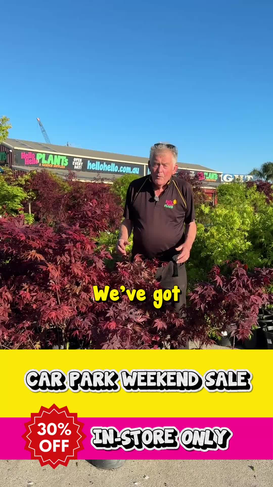 @Hello Hello Plants Nursery
