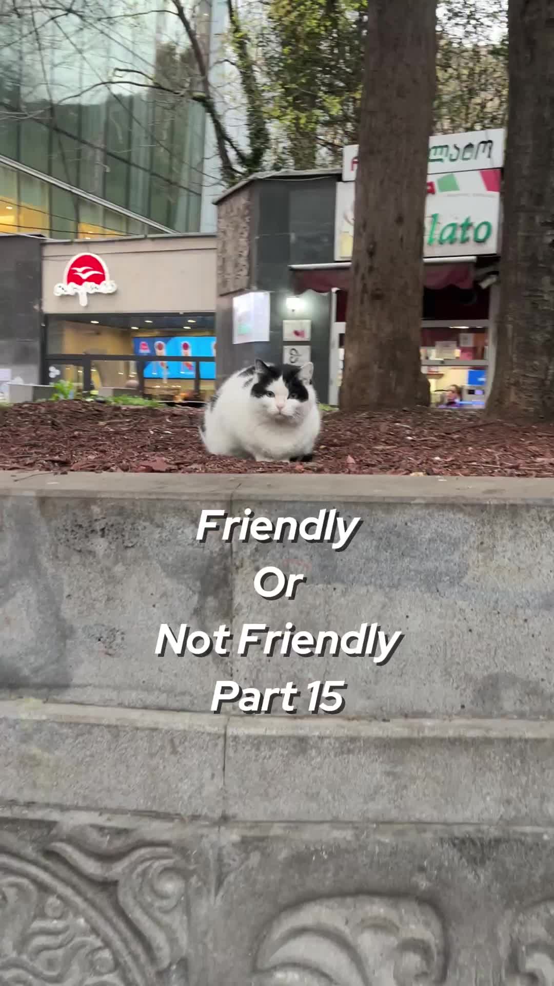@ElkoyCats