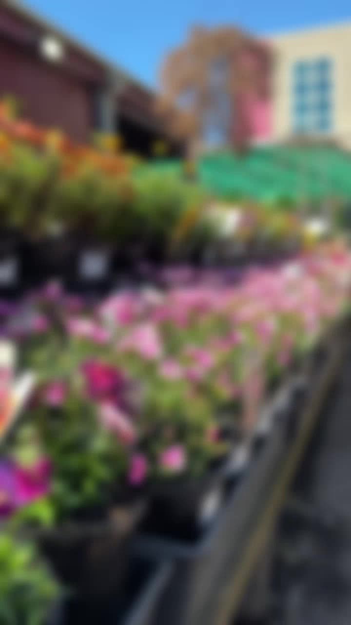 @Hello Hello Plants Nursery