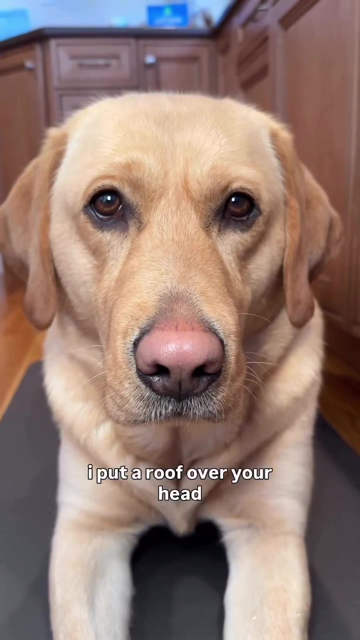 @Lord Jack The Yellow Lab