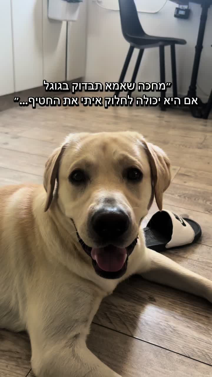 @Buri_The_Labrador