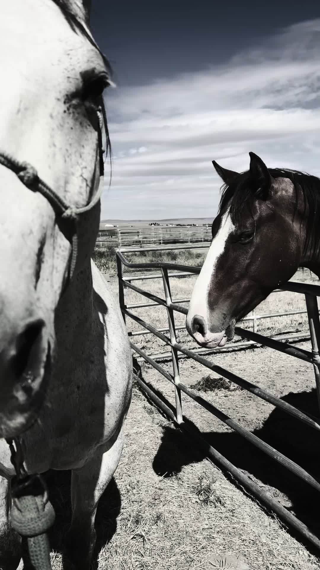 @Cowgirl Tuff Colt Training ❤️