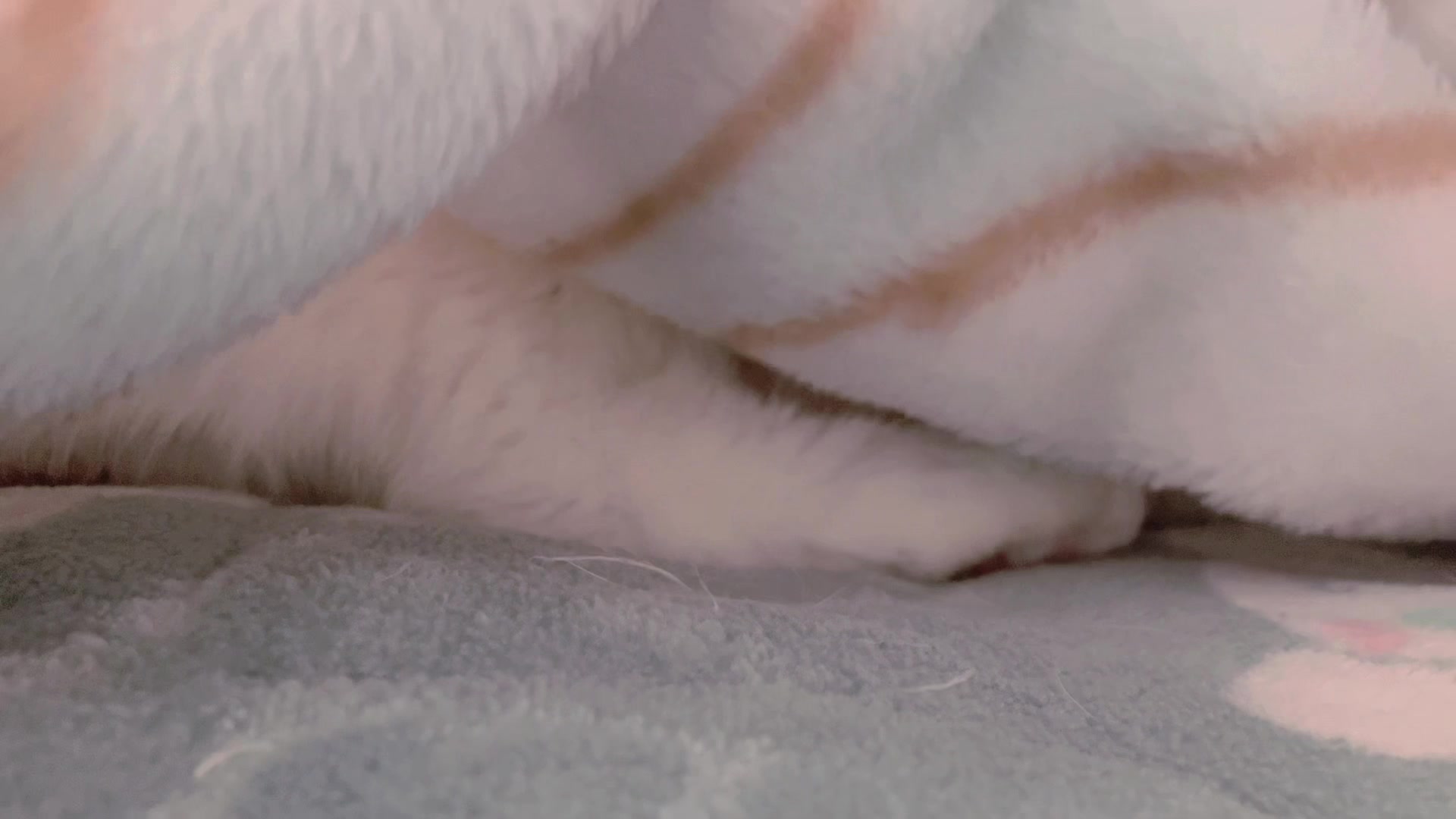 @らるたんと飼い主さん🌈🐾໊