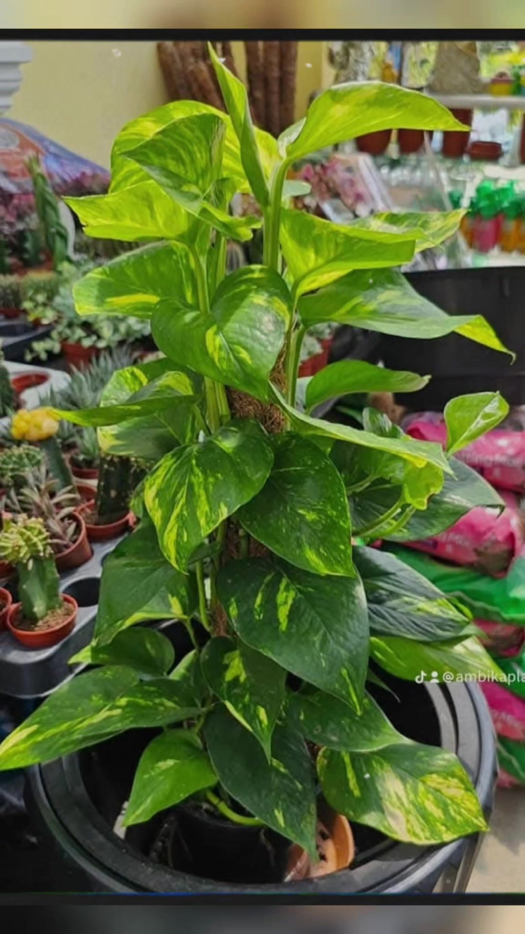 @Ambika's Plant Shop