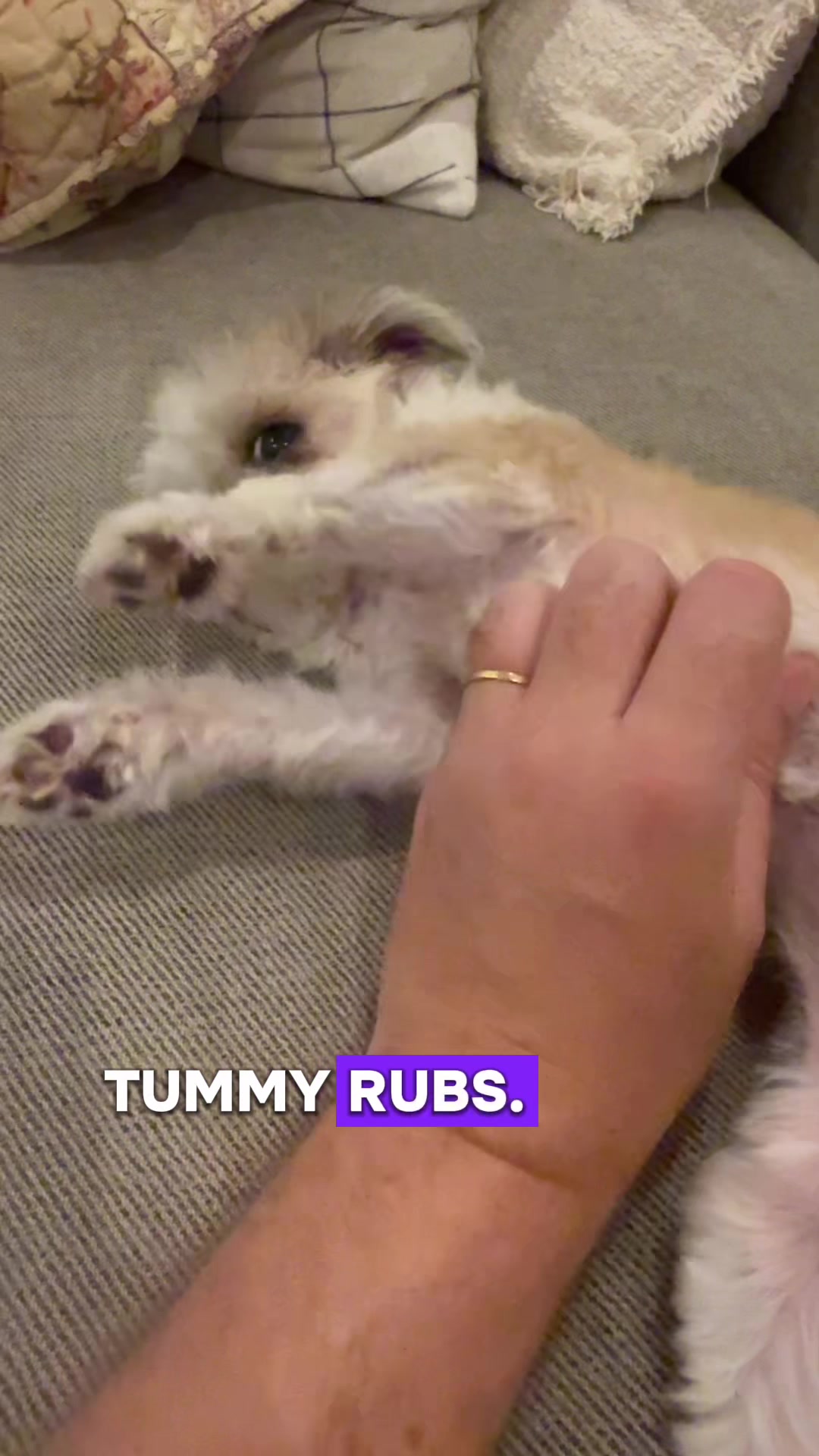 @humbletogsclub