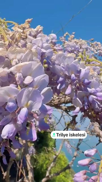@Tuğba AKın