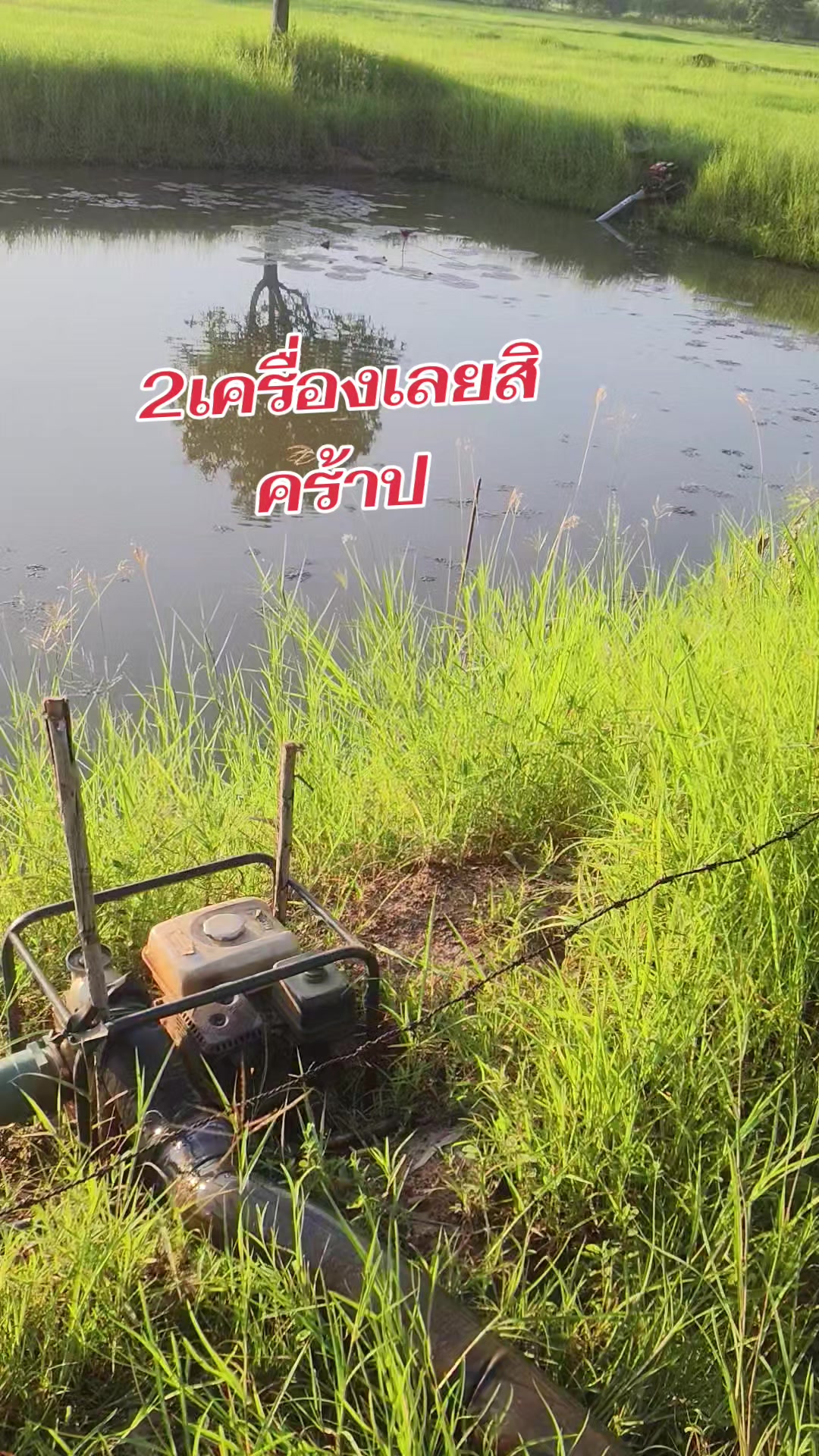 @Opor(สาวโคราช)