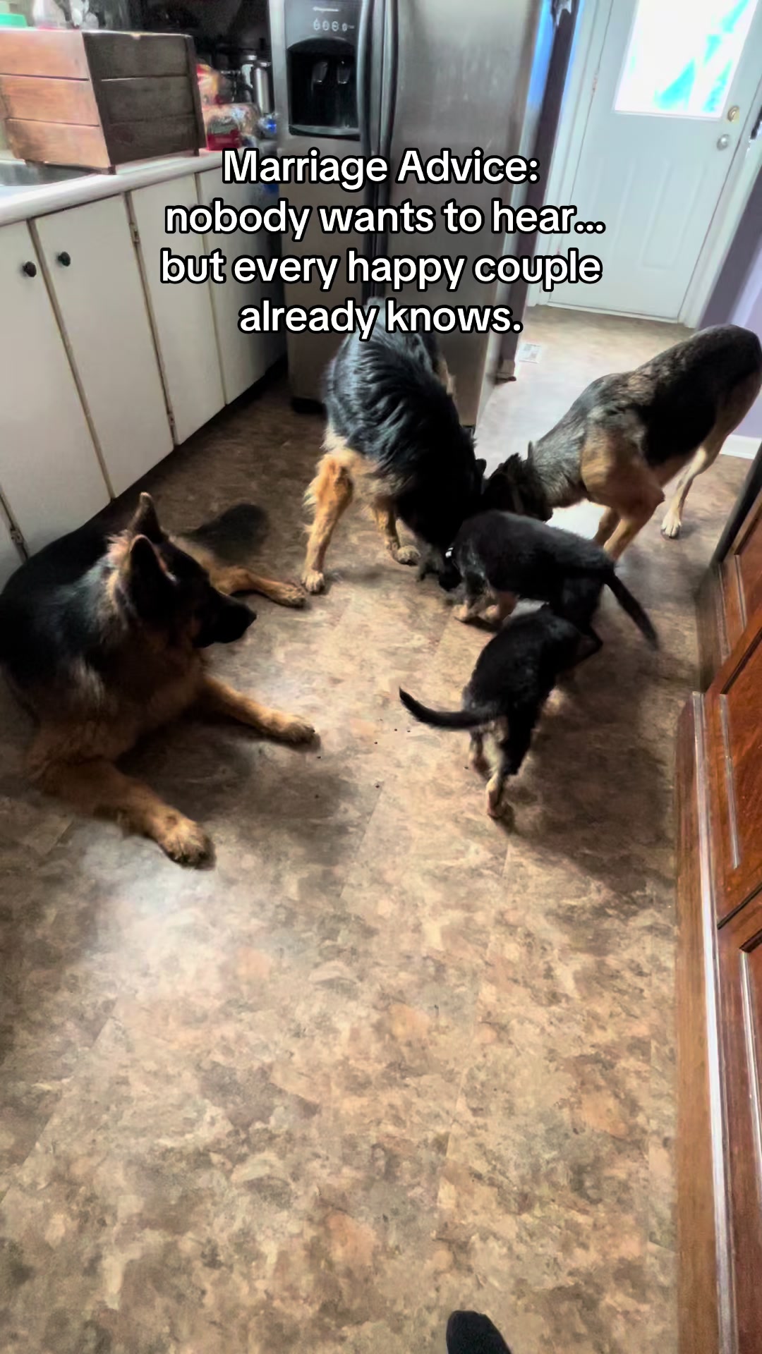 @ksdoggos