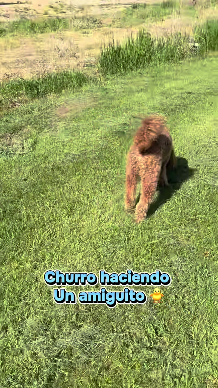 @Reyna y Churro 🐶😍