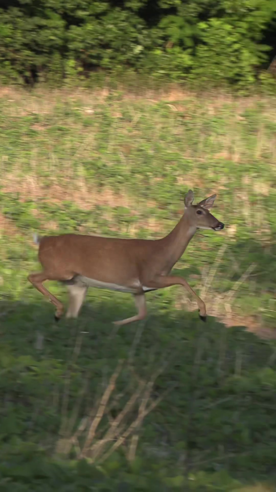 @FOXPRO Game Calls