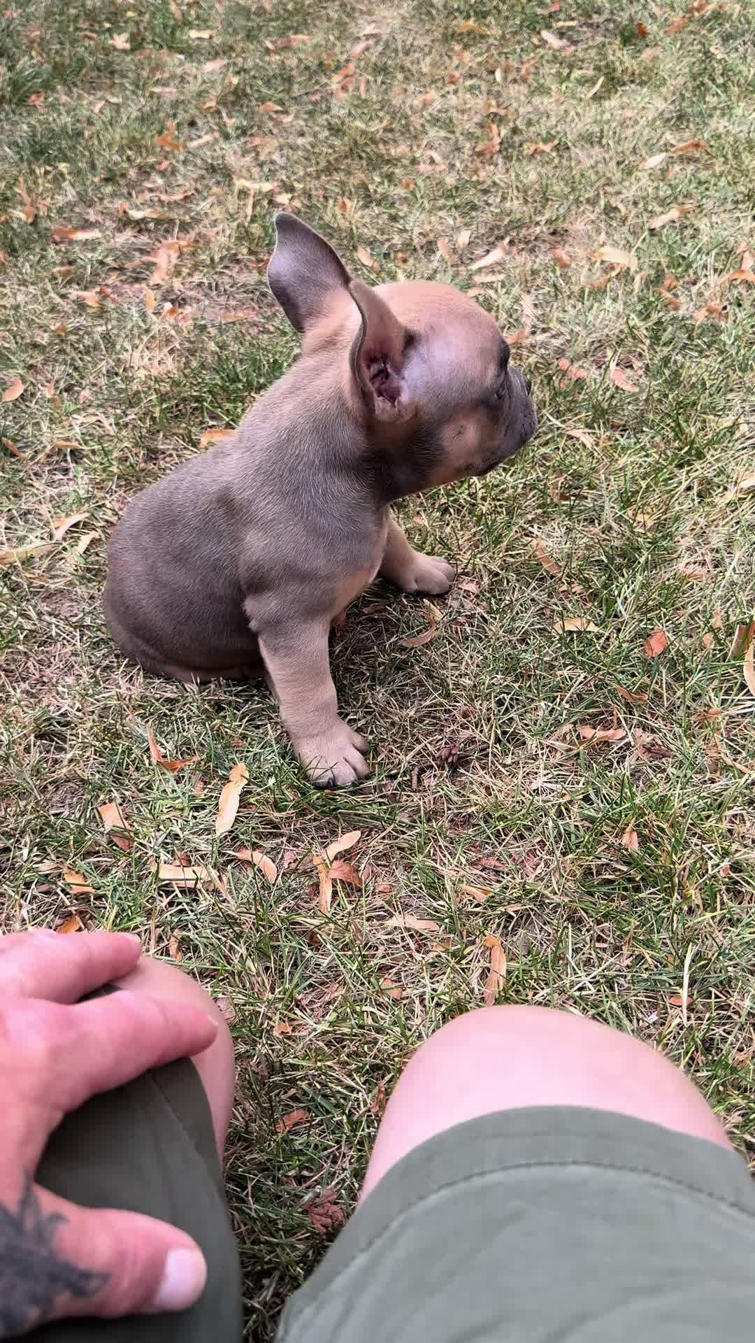 @Developementalmind