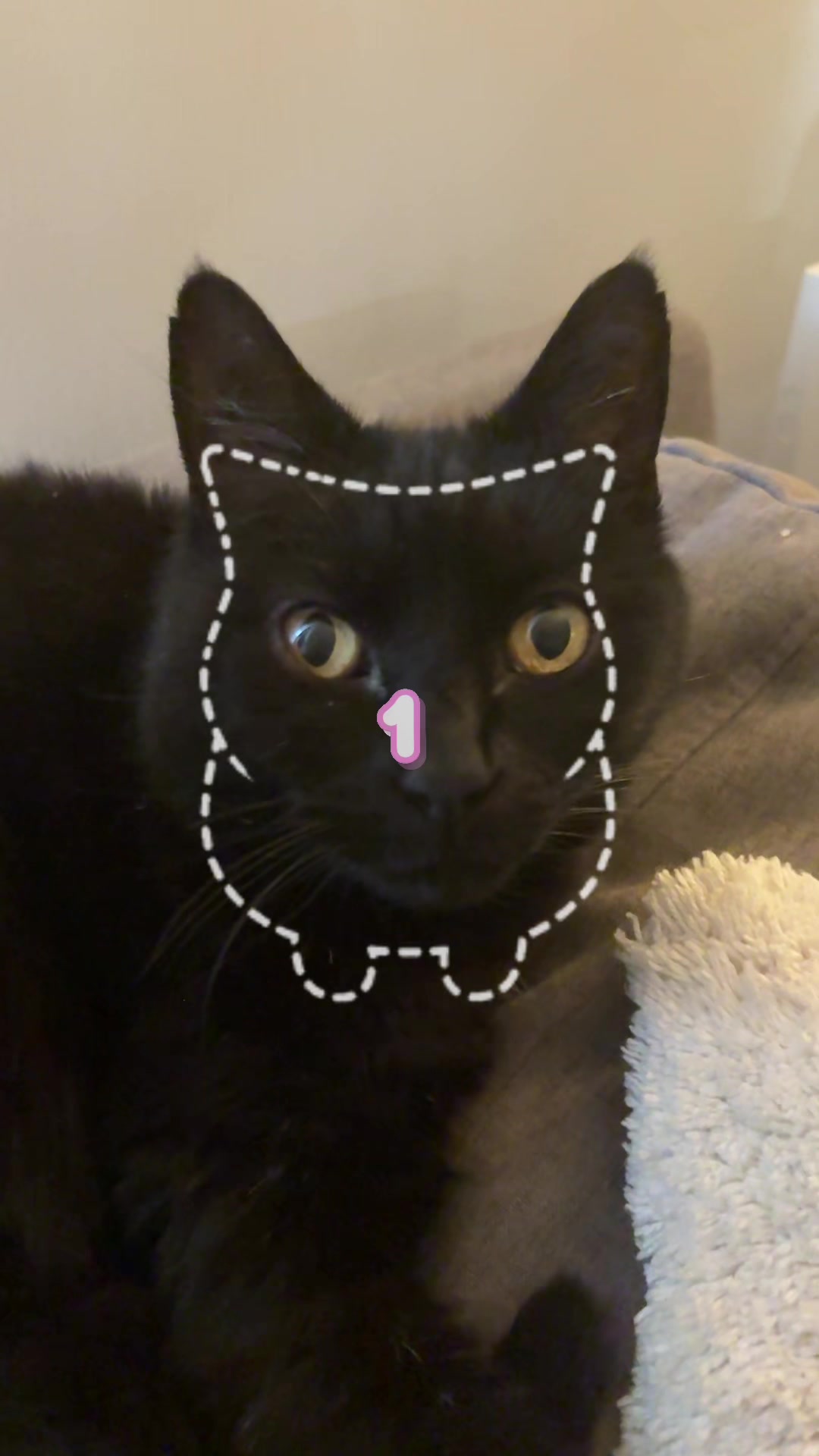 @🪼Pippa🪼