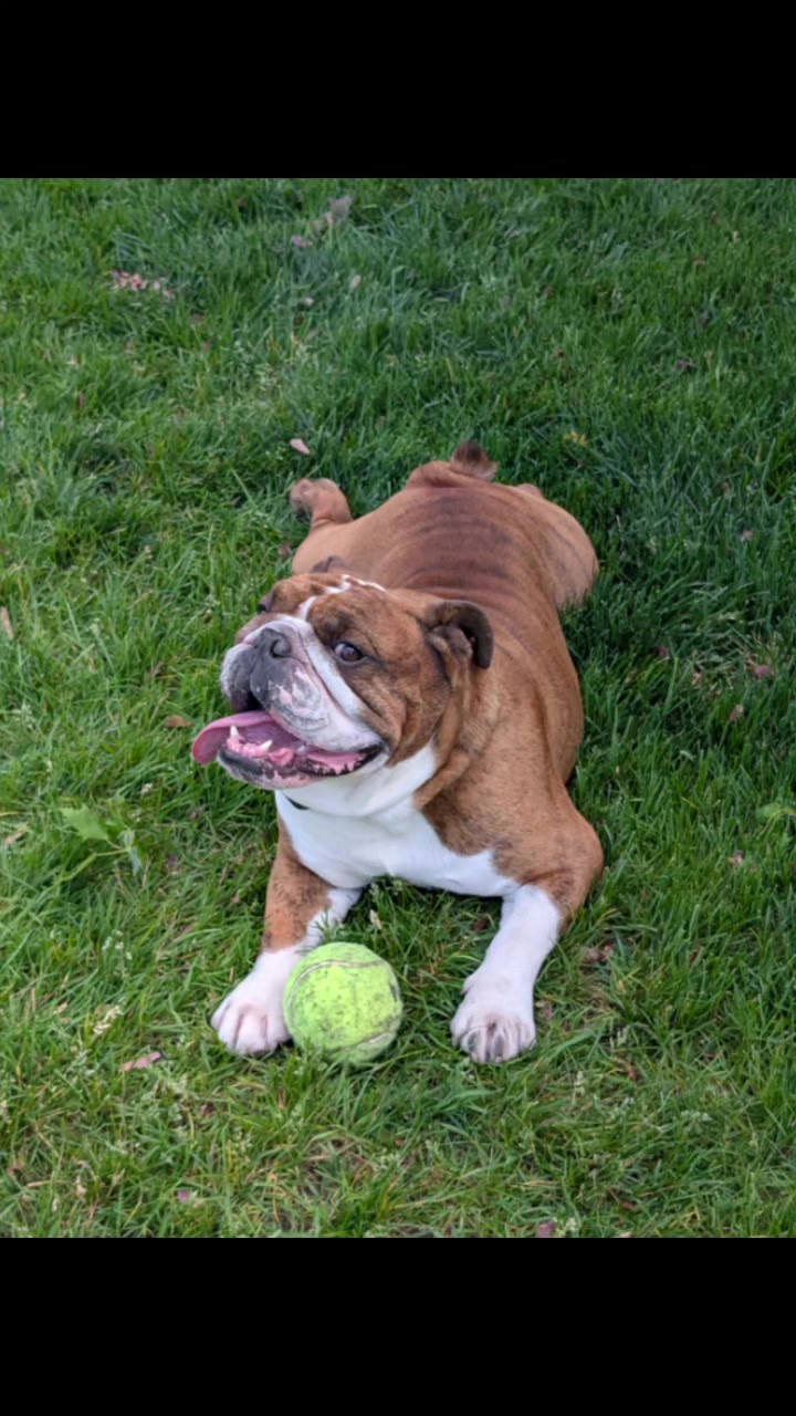 @Vinny The Bulldog